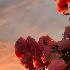 Meet your Posher, Sophie ryan